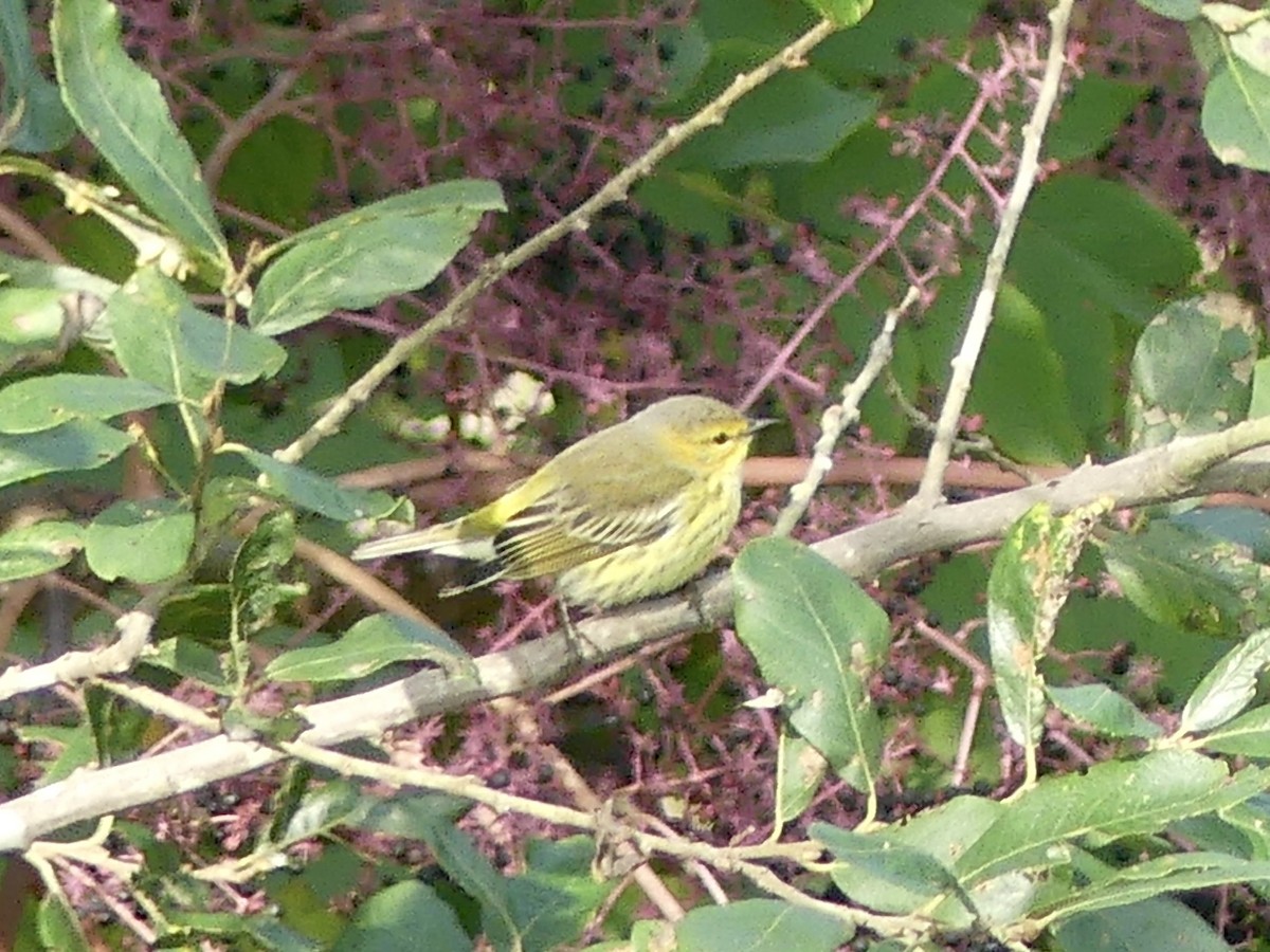 Cape May Warbler - ML609152118