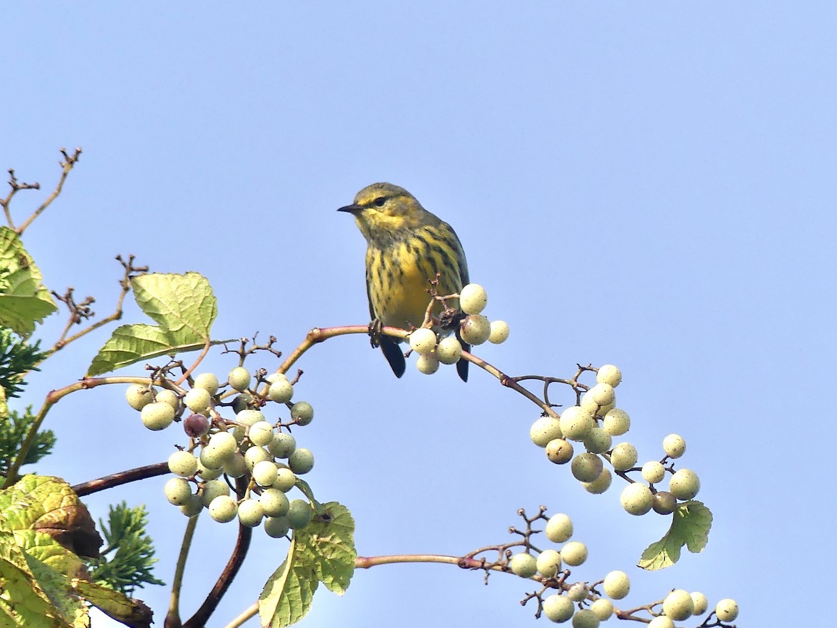 Cape May Warbler - ML609152119