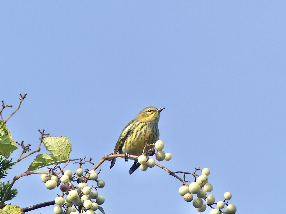Cape May Warbler - ML609152121