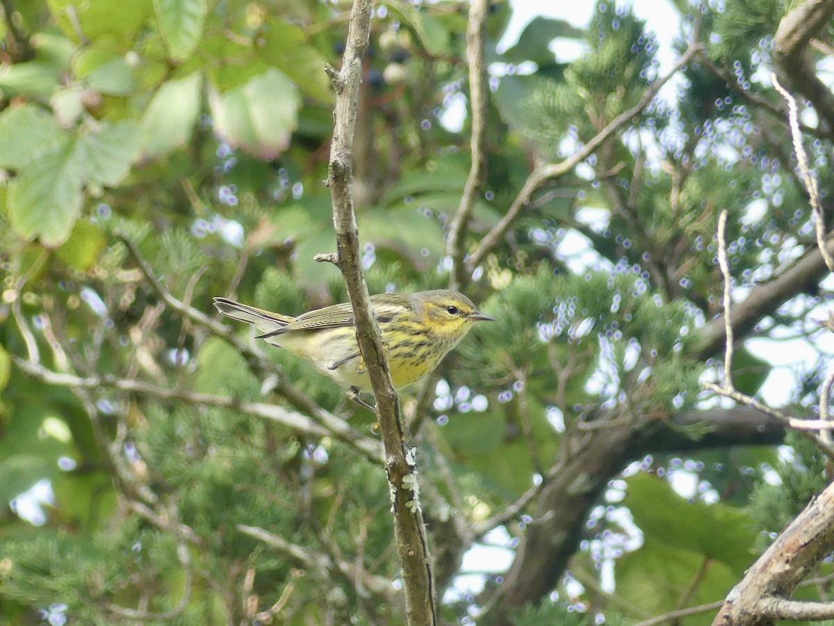 Cape May Warbler - ML609152122