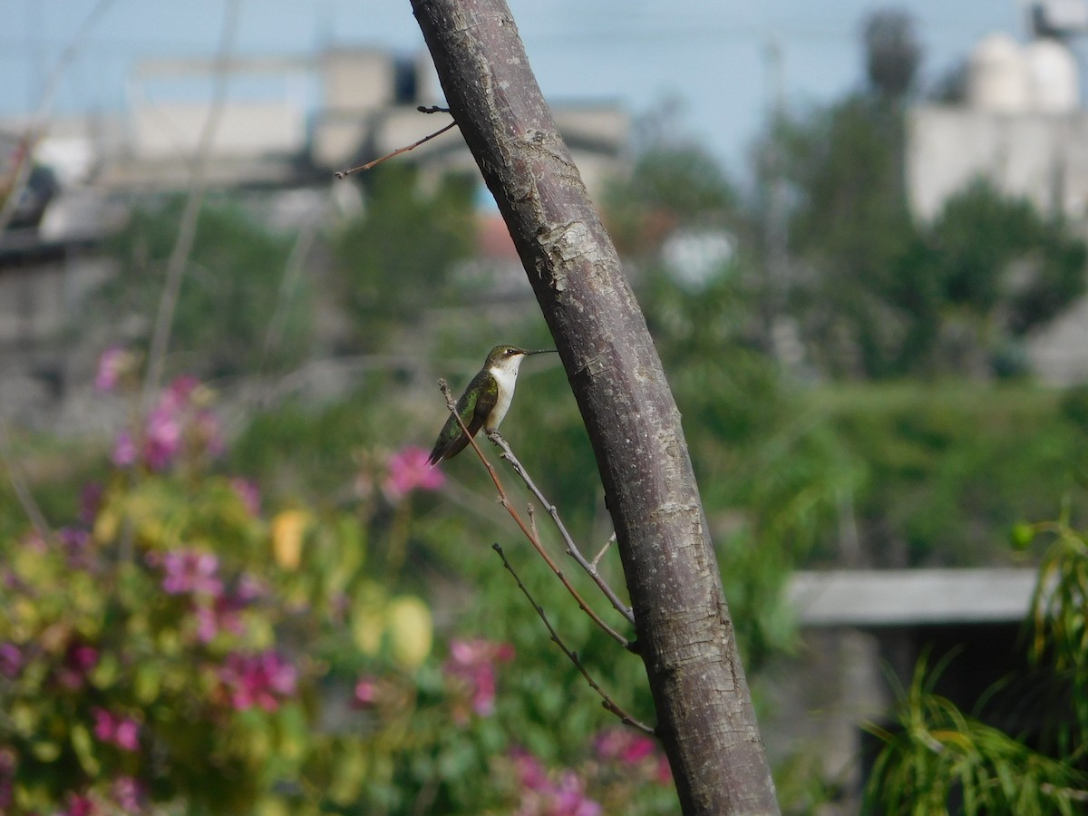 Ruby-throated Hummingbird - ML609152141