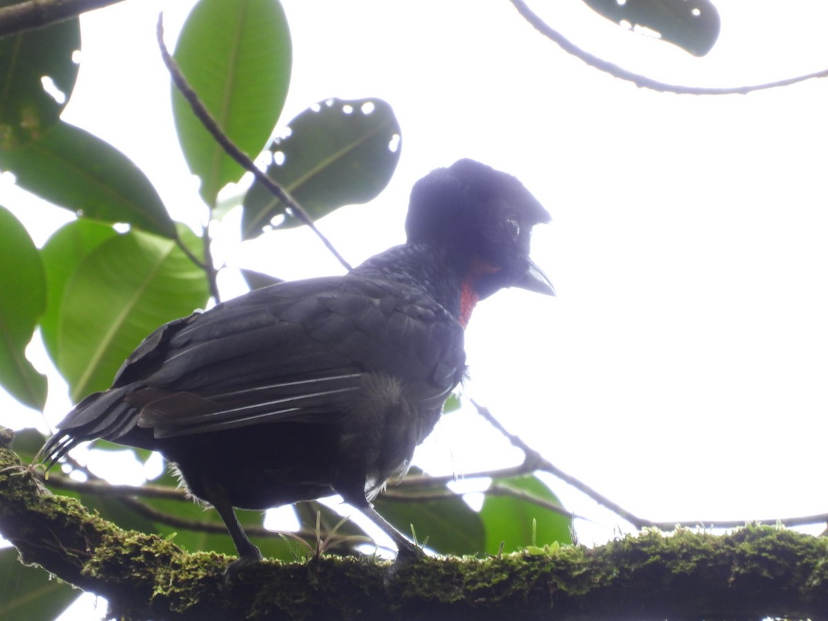 Bare-necked Umbrellabird - ML609152239