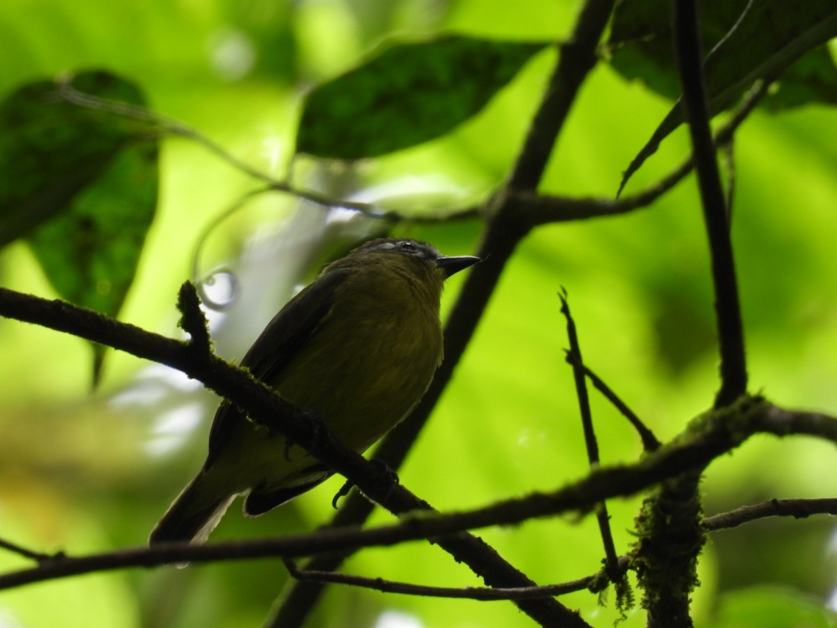Brown-capped Tyrannulet - ML609152260