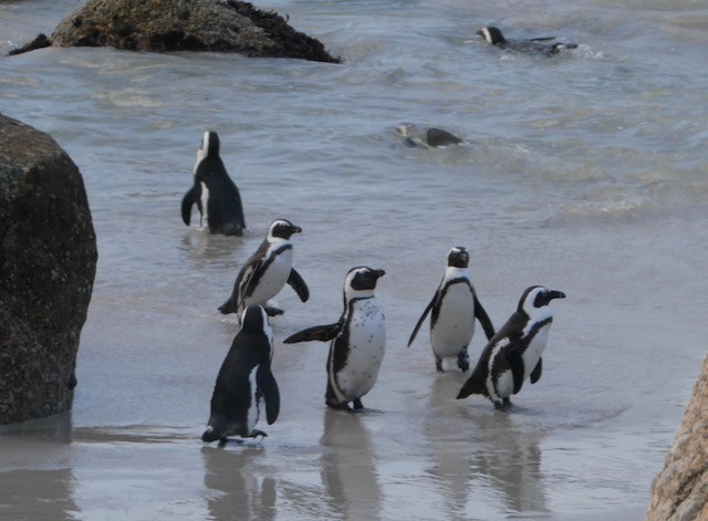 Pingüino de El Cabo - ML609152378
