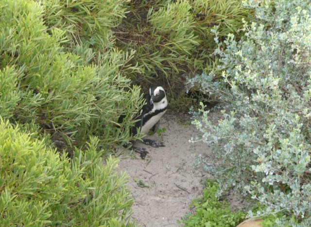Pingüino de El Cabo - ML609152379