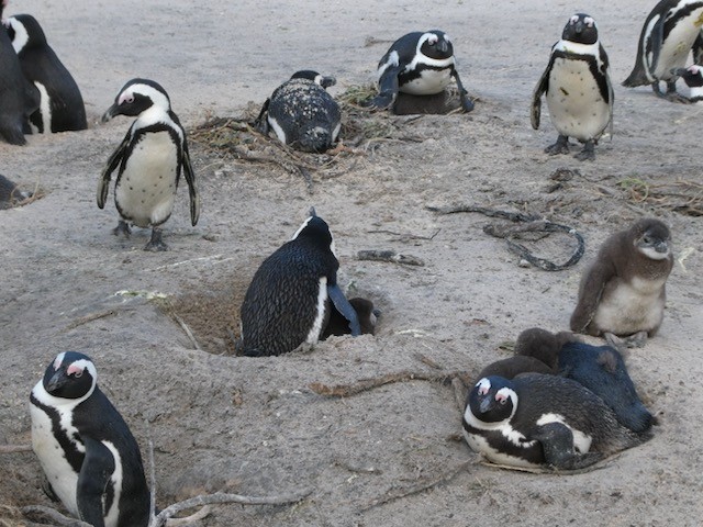 Pingüino de El Cabo - ML609152380
