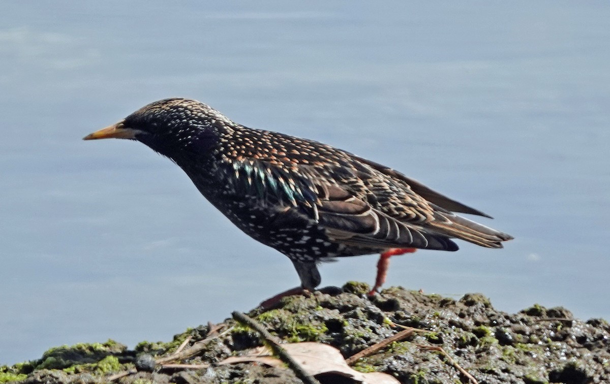 European Starling - ML609152405