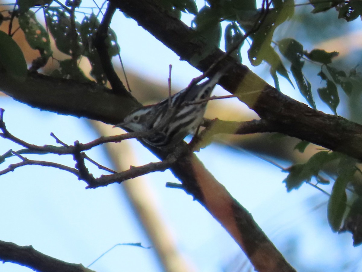 Black-and-white Warbler - ML609152488
