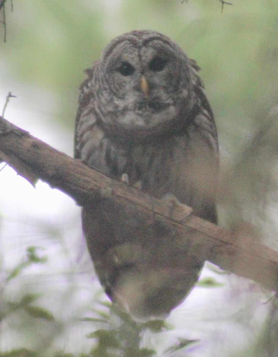 Barred Owl - ML609152800