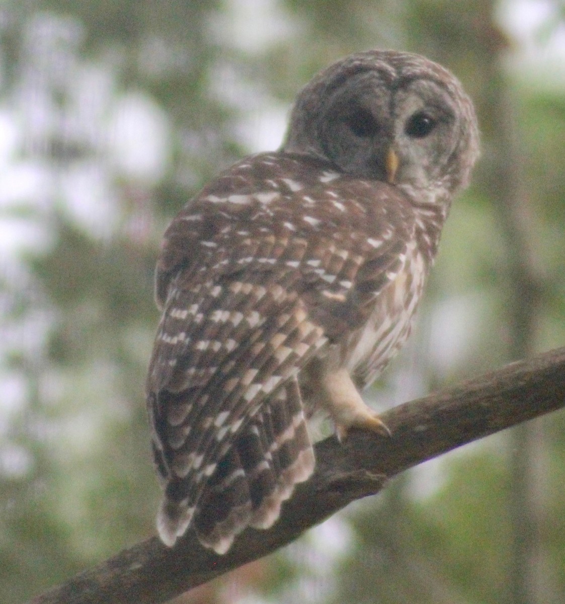 Barred Owl - ML609152801