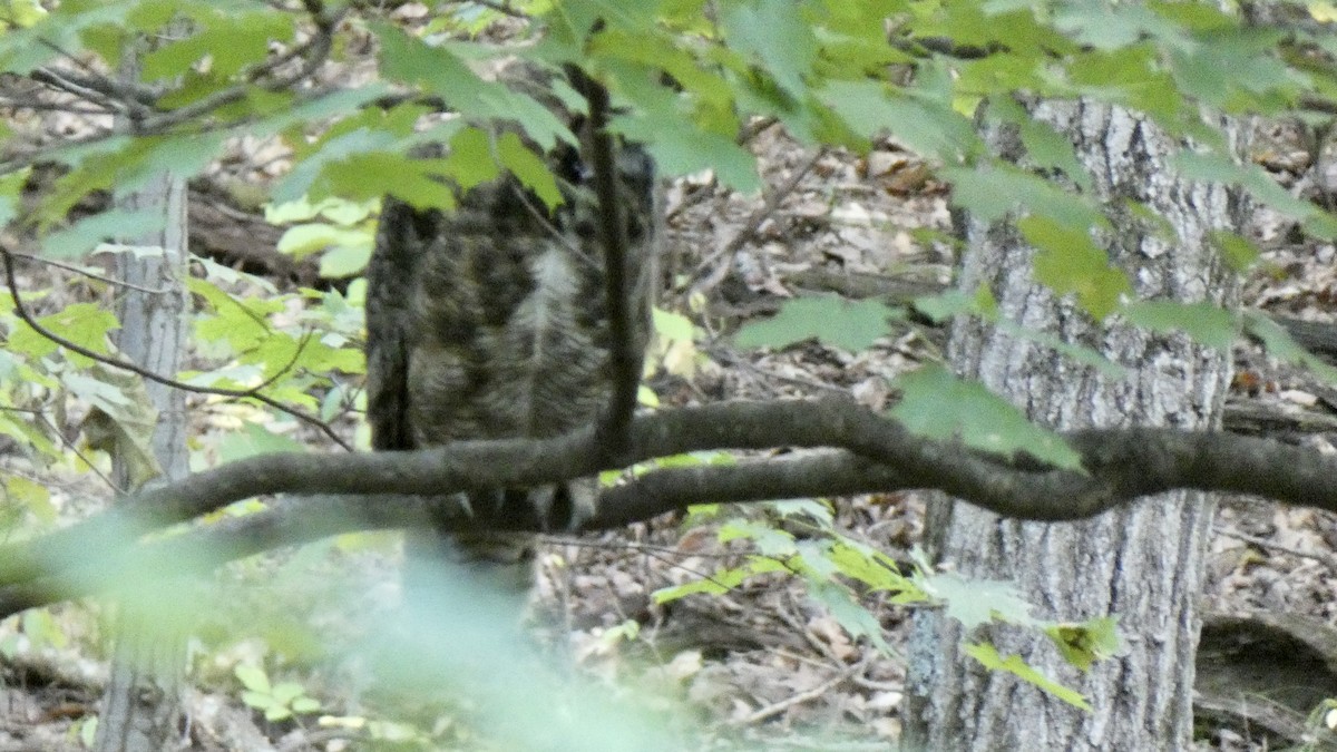 Great Horned Owl - ML609153041