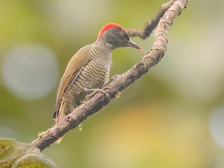  - Fine-banded Woodpecker