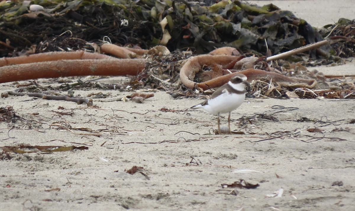 Semipalmated Plover - ML609153693