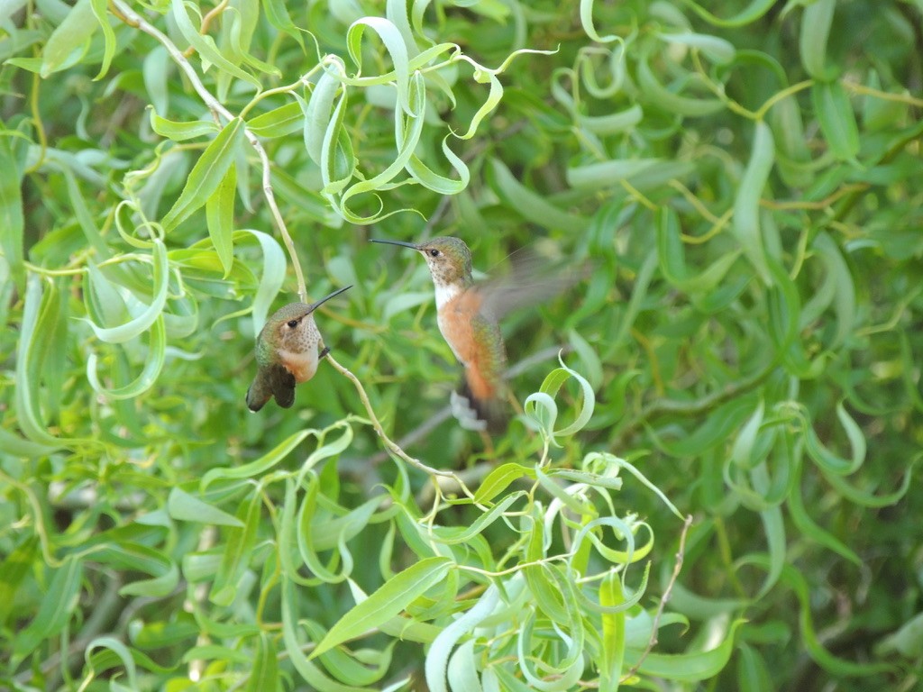 Rufous Hummingbird - ML609154104