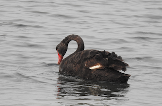 Black Swan, ML609154337