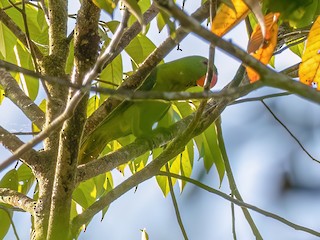  - Blue-backed Parrot