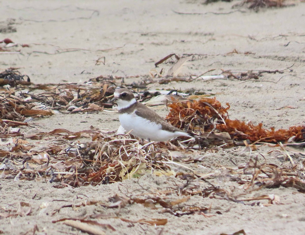 Semipalmated Plover - ML609154464