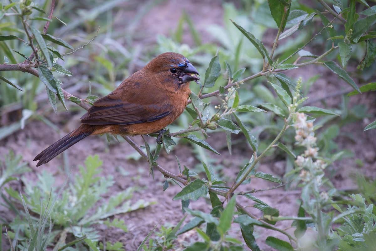 Ultramarine Grosbeak - ML609154529