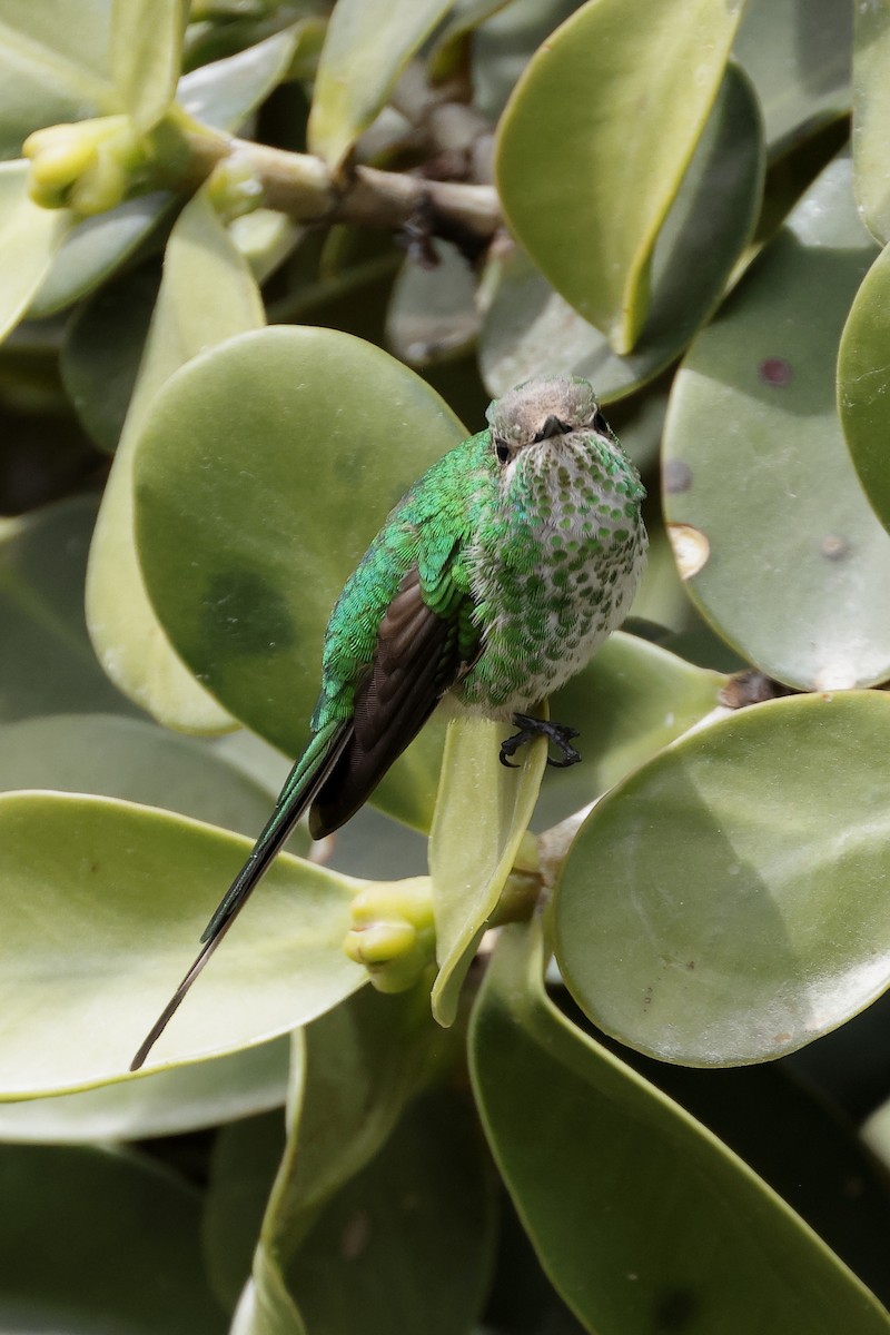 Yeşil Kuyruklu Kolibri - ML609154540