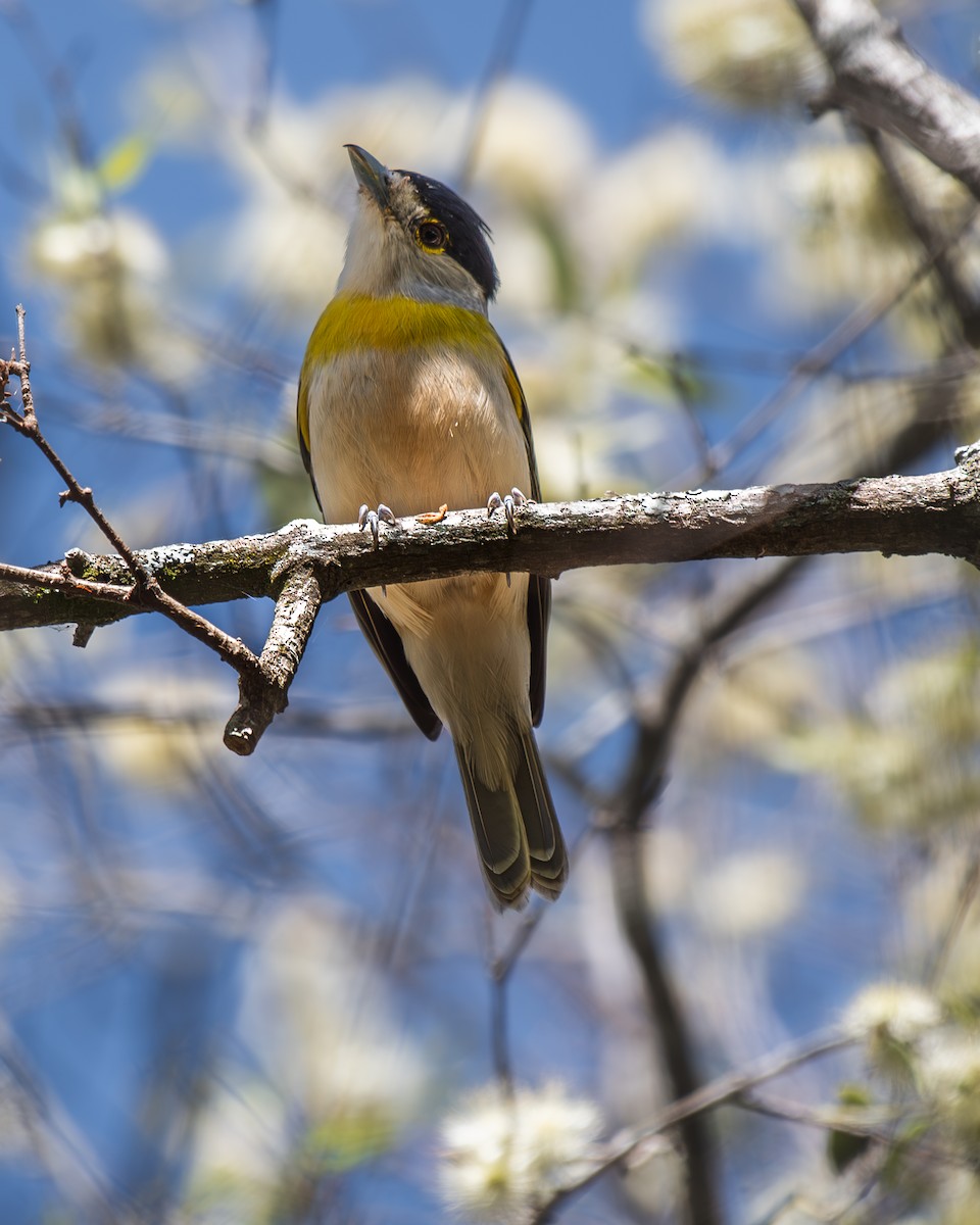 Green-backed Becard - ML609154596