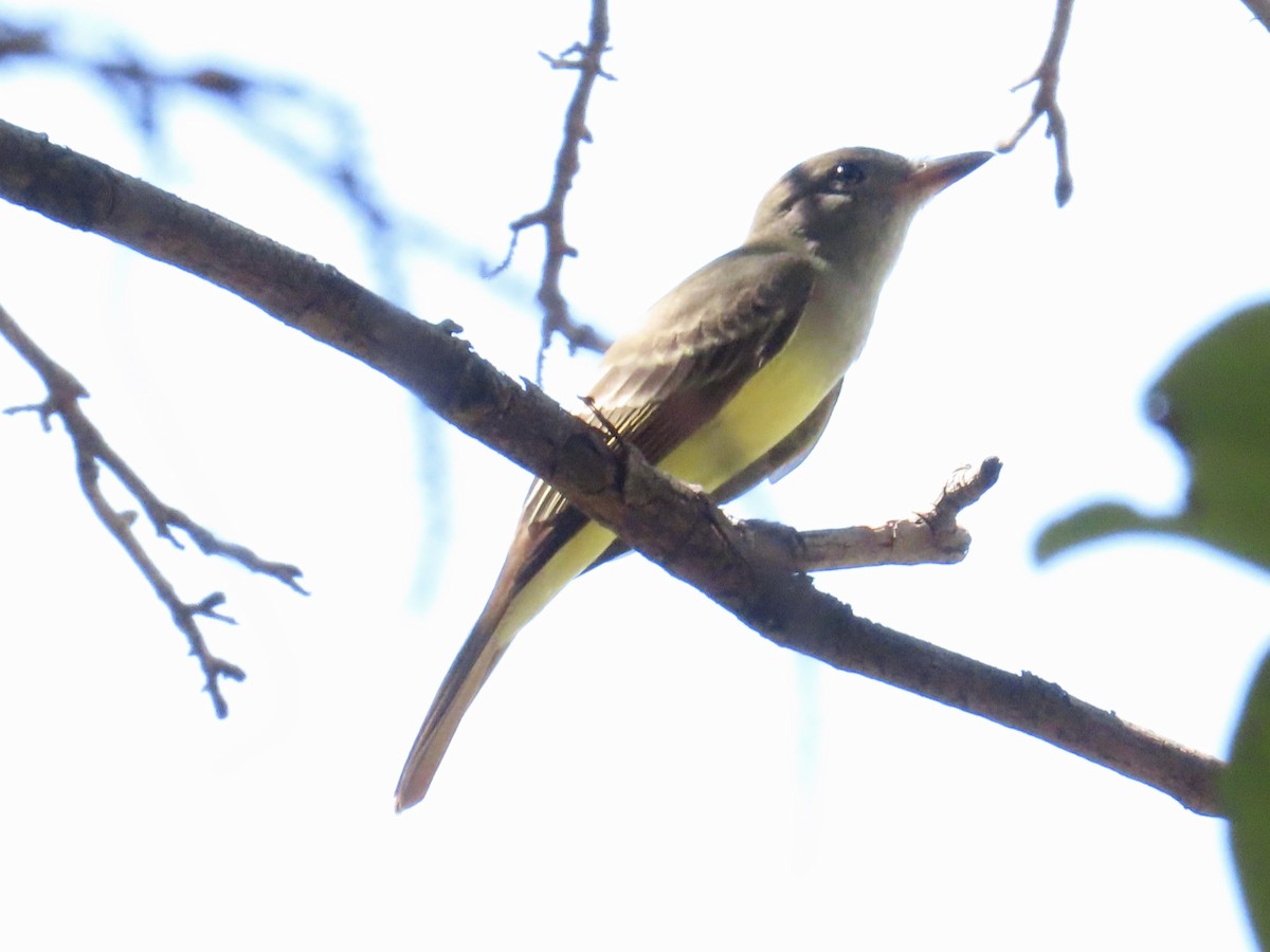 Great Crested Flycatcher - ML609154699