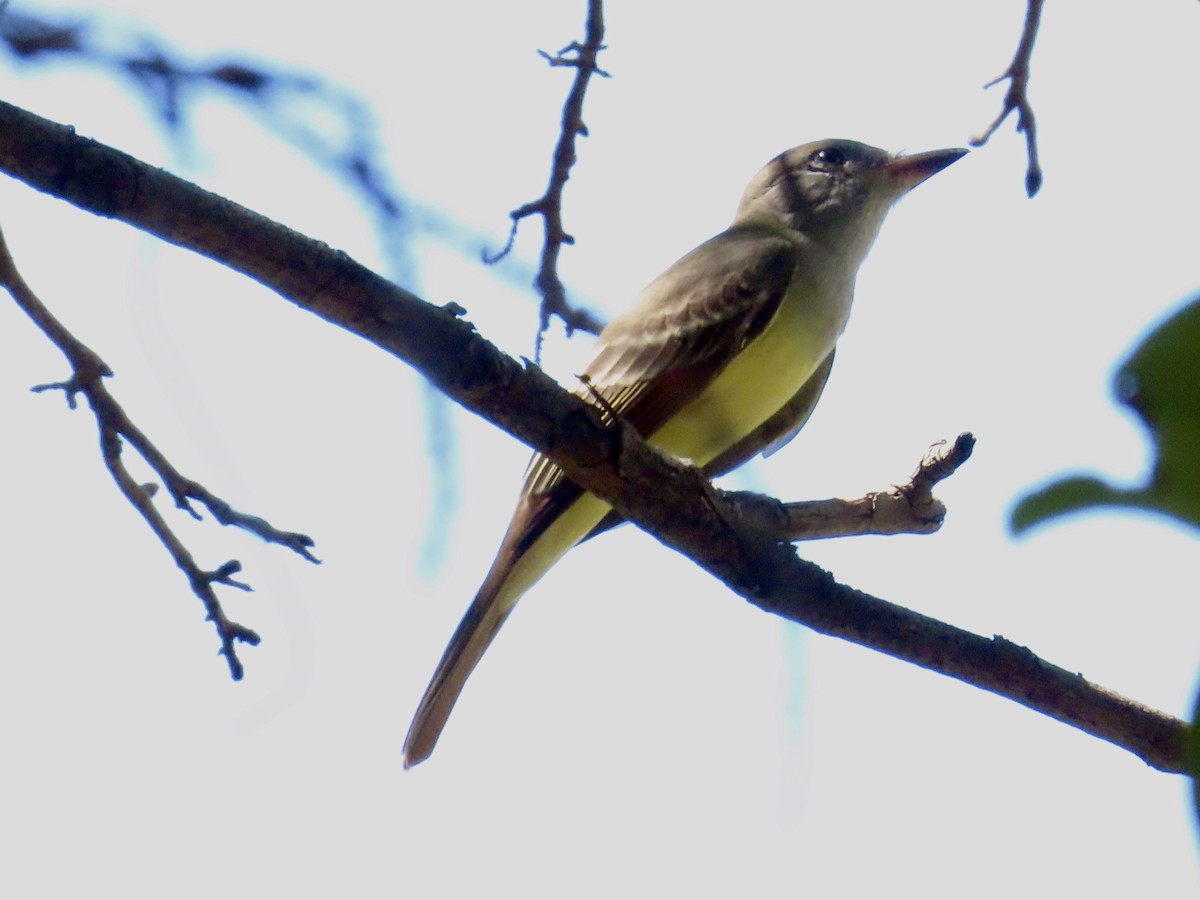 Great Crested Flycatcher - ML609154700