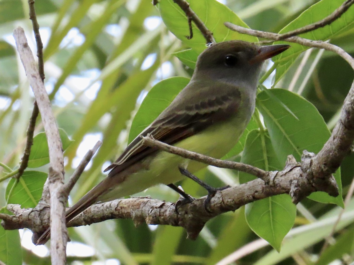 Great Crested Flycatcher - ML609154812
