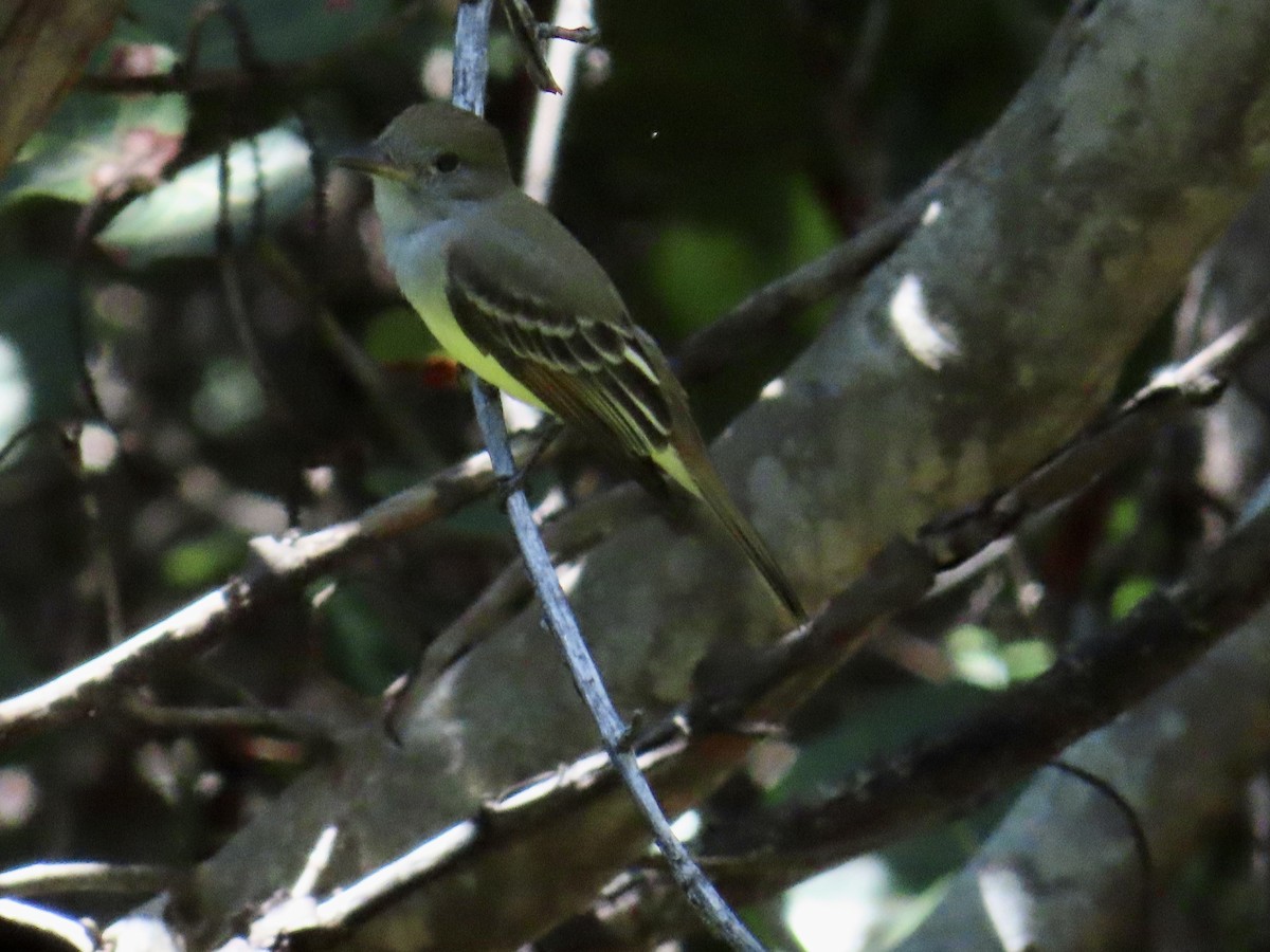 Great Crested Flycatcher - ML609154839