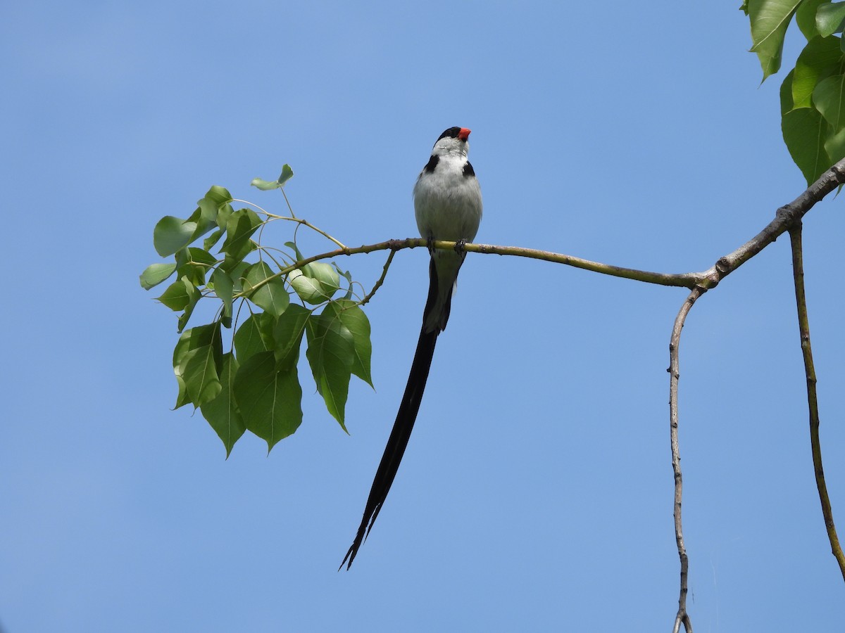 Pin-tailed Whydah - ML609154898
