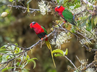  - Stella's Lorikeet