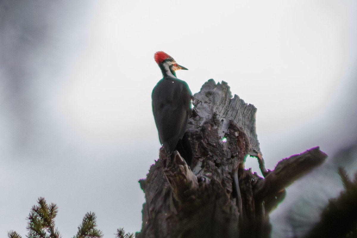 Pileated Woodpecker - ML609155089