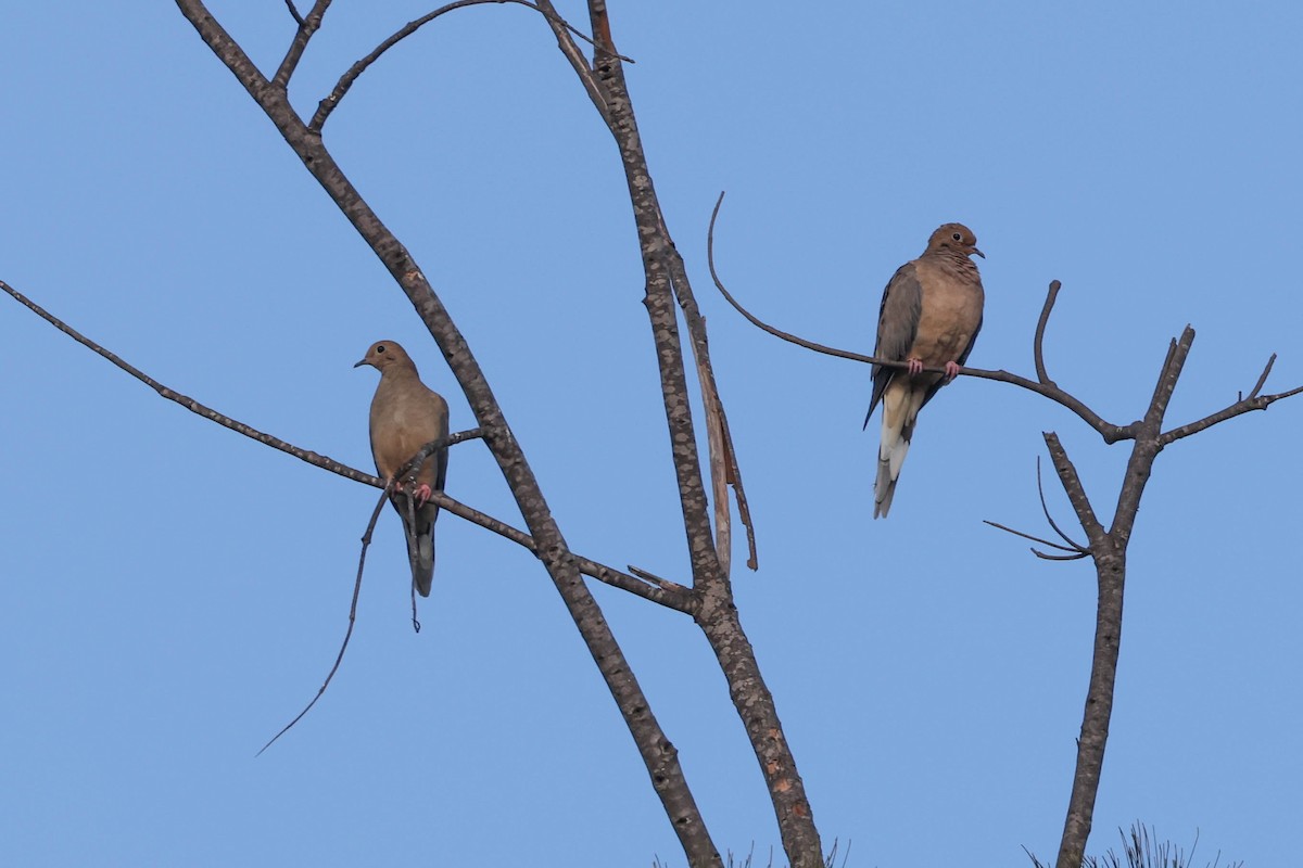 Mourning Dove - ML609155091