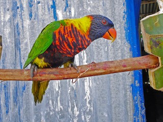  - Biak Lorikeet