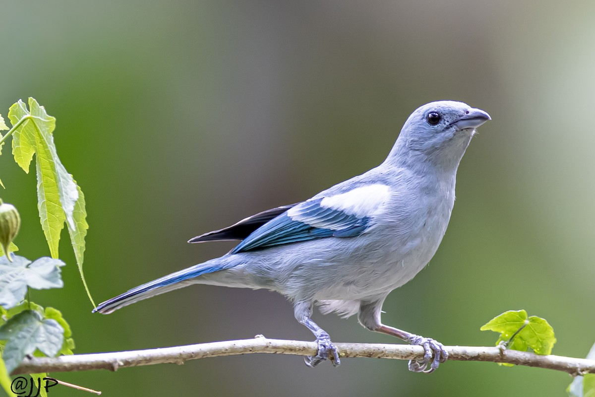 Blue-gray Tanager - ML609155224