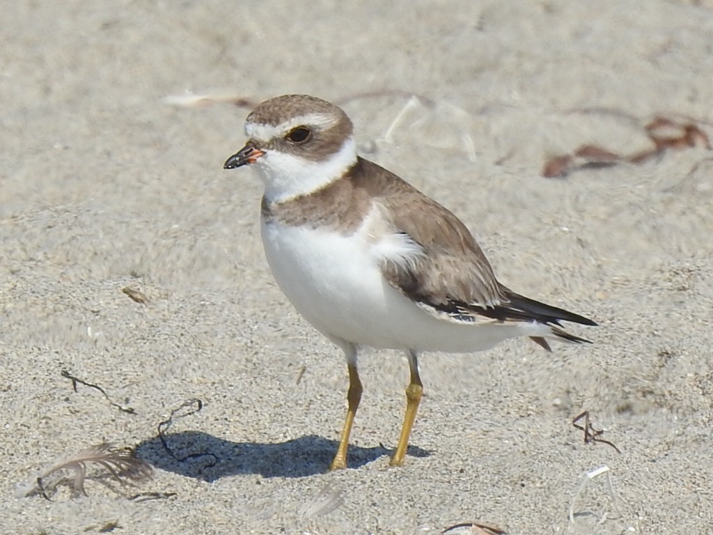 Semipalmated Plover - ML609155301