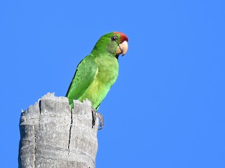  - Scarlet-fronted Parakeet