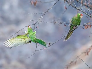  - Cordilleran Parakeet