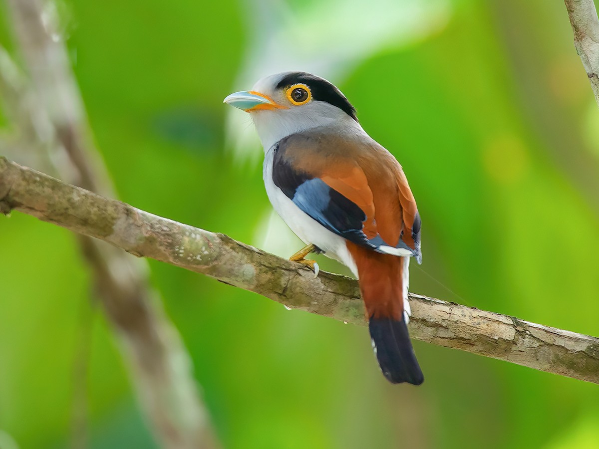 Silver-breasted Broadbill - Serilophus lunatus - Birds of the World