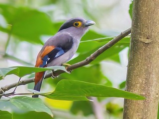  - Gray-lored Broadbill