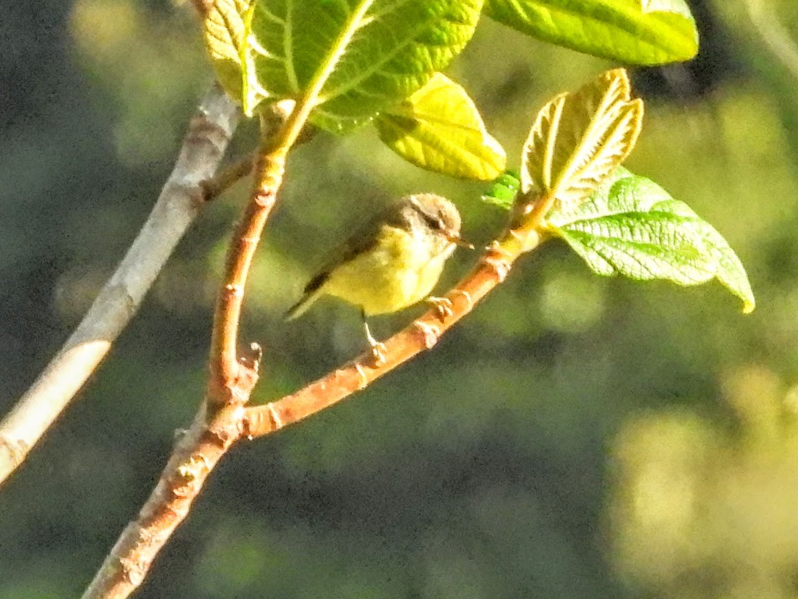 Timor Leaf Warbler (Flores) - ML609155748