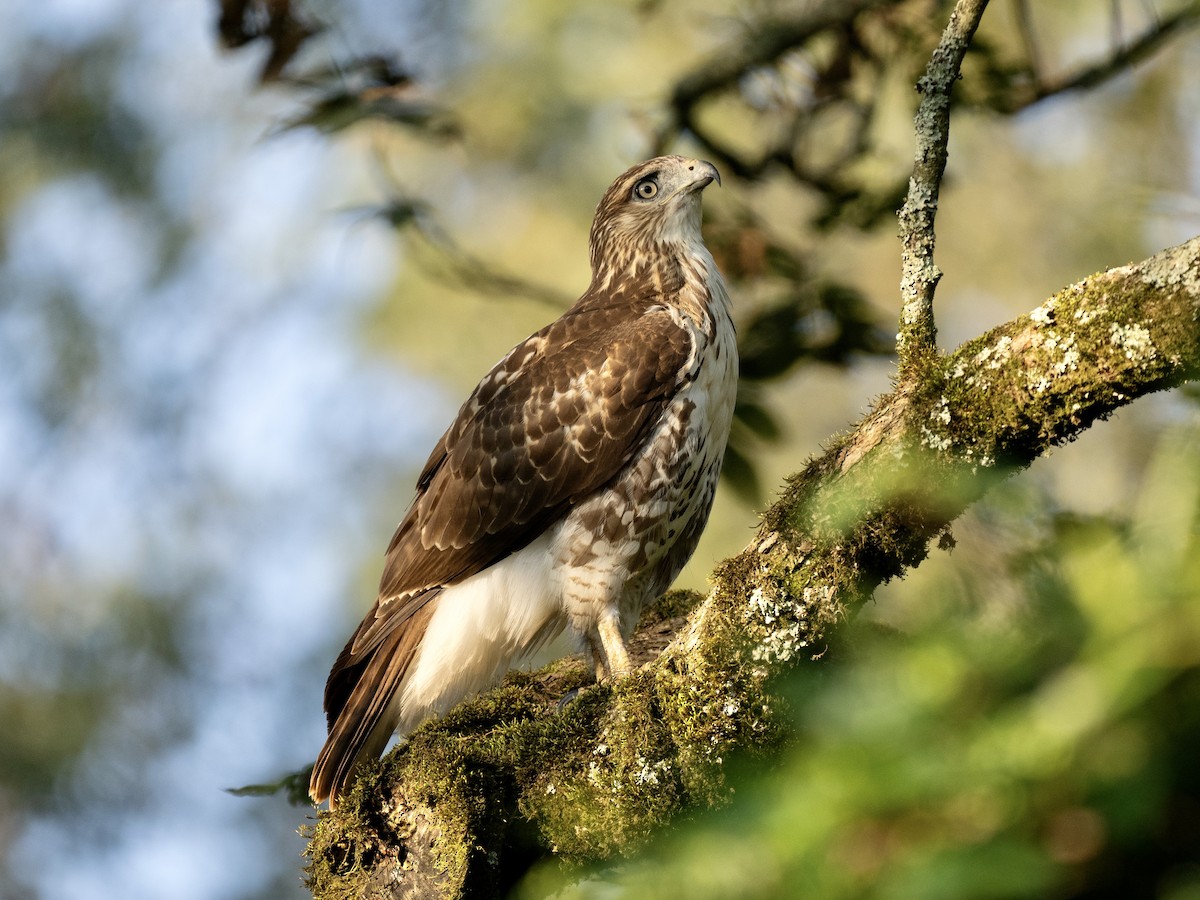 Red-tailed Hawk - ML609155935
