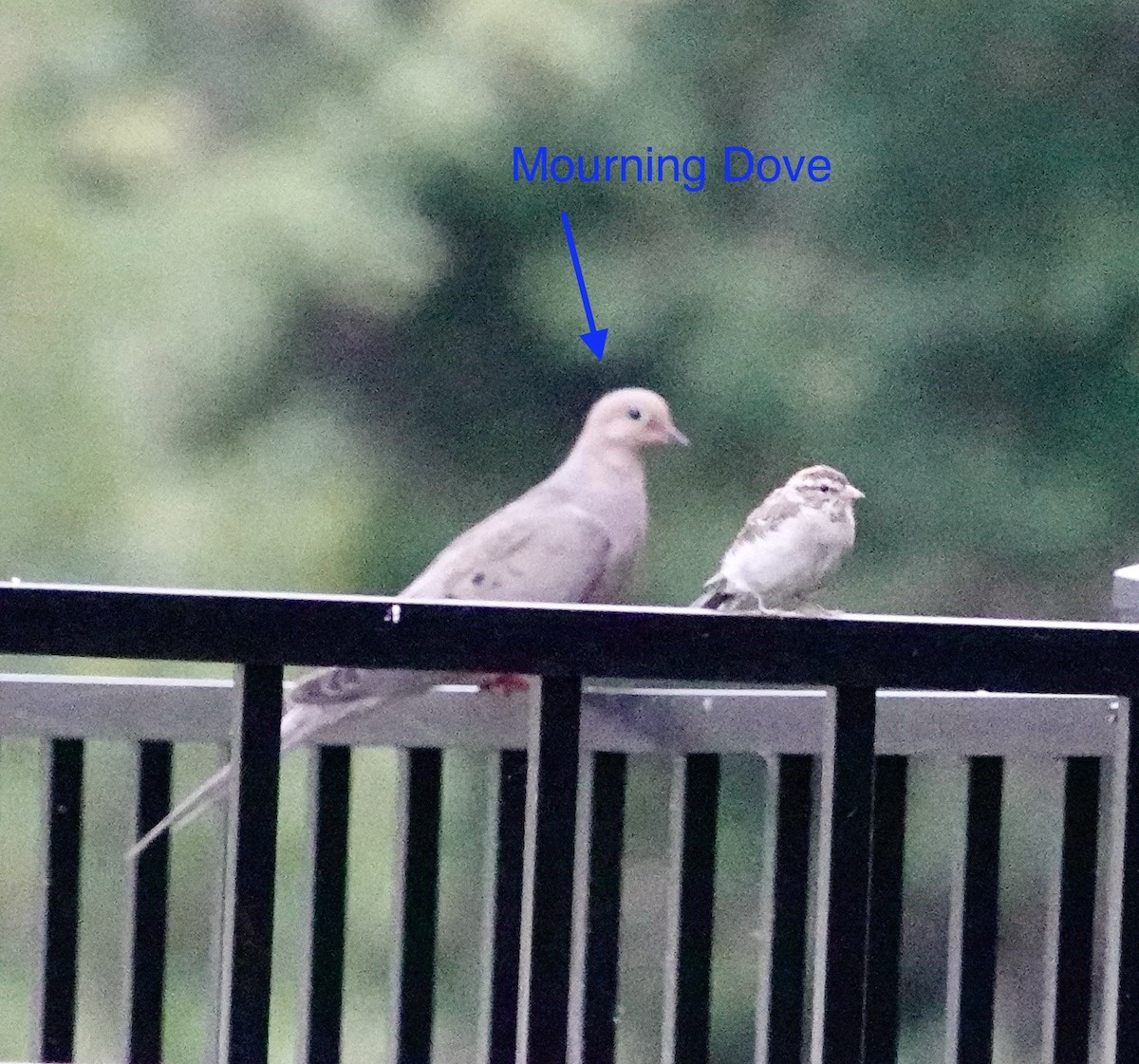Mourning Dove - ML609156000