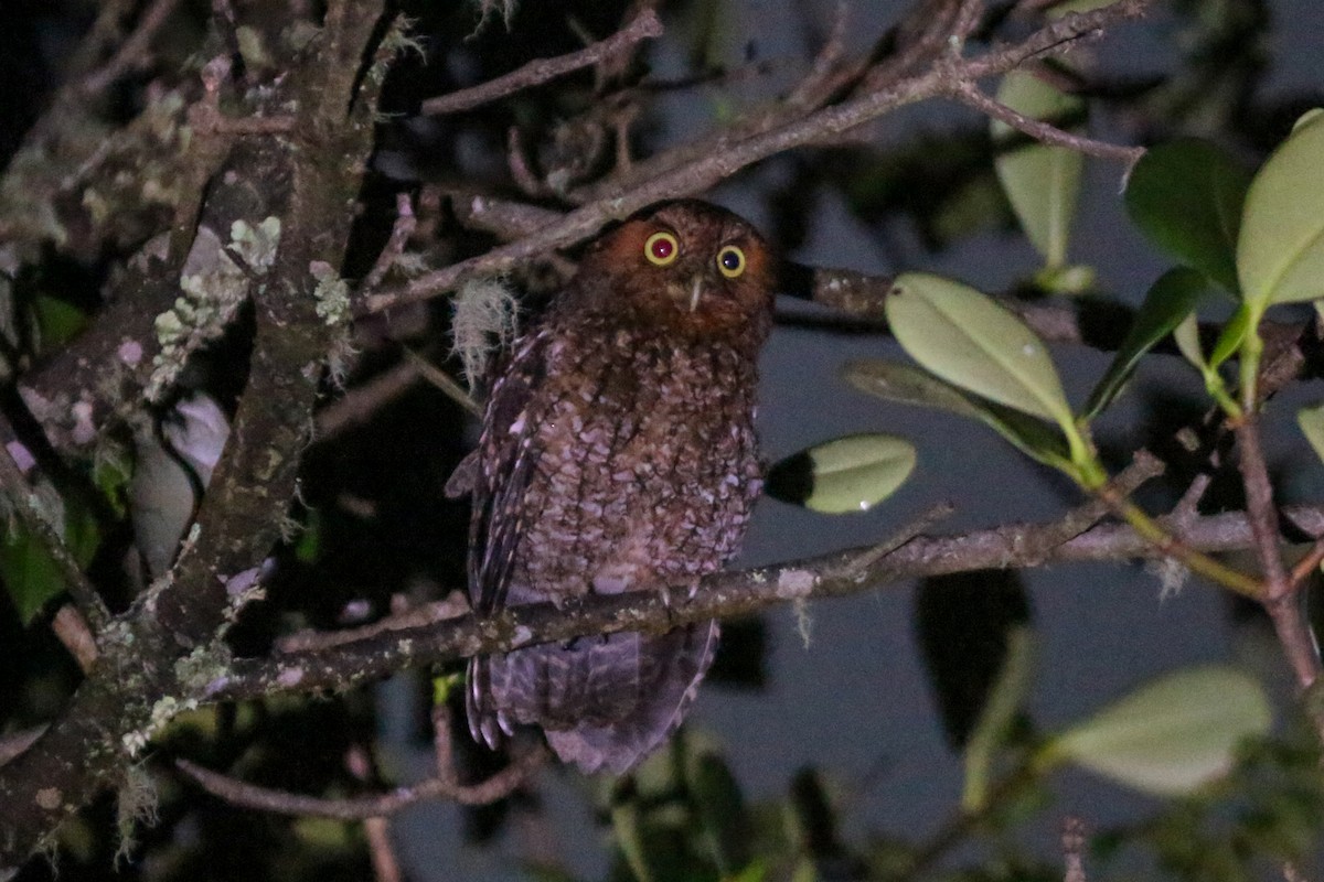 Bare-shanked Screech-Owl - ML609156034
