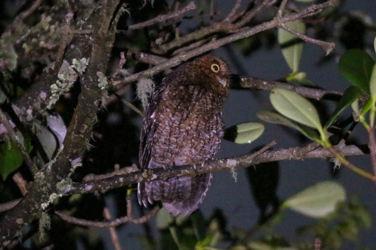 Bare-shanked Screech-Owl - ML609156036