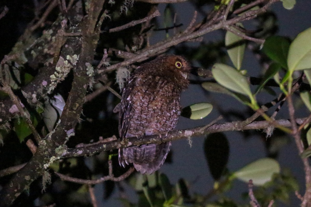 Bare-shanked Screech-Owl - ML609156037