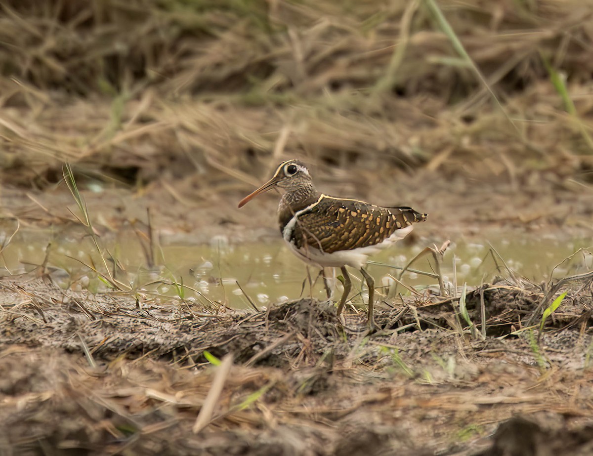Greater Painted-Snipe - ML609156216