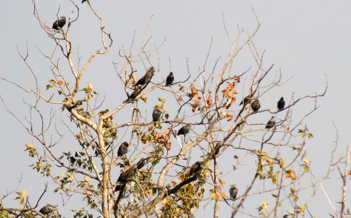 European Starling - ML609156264