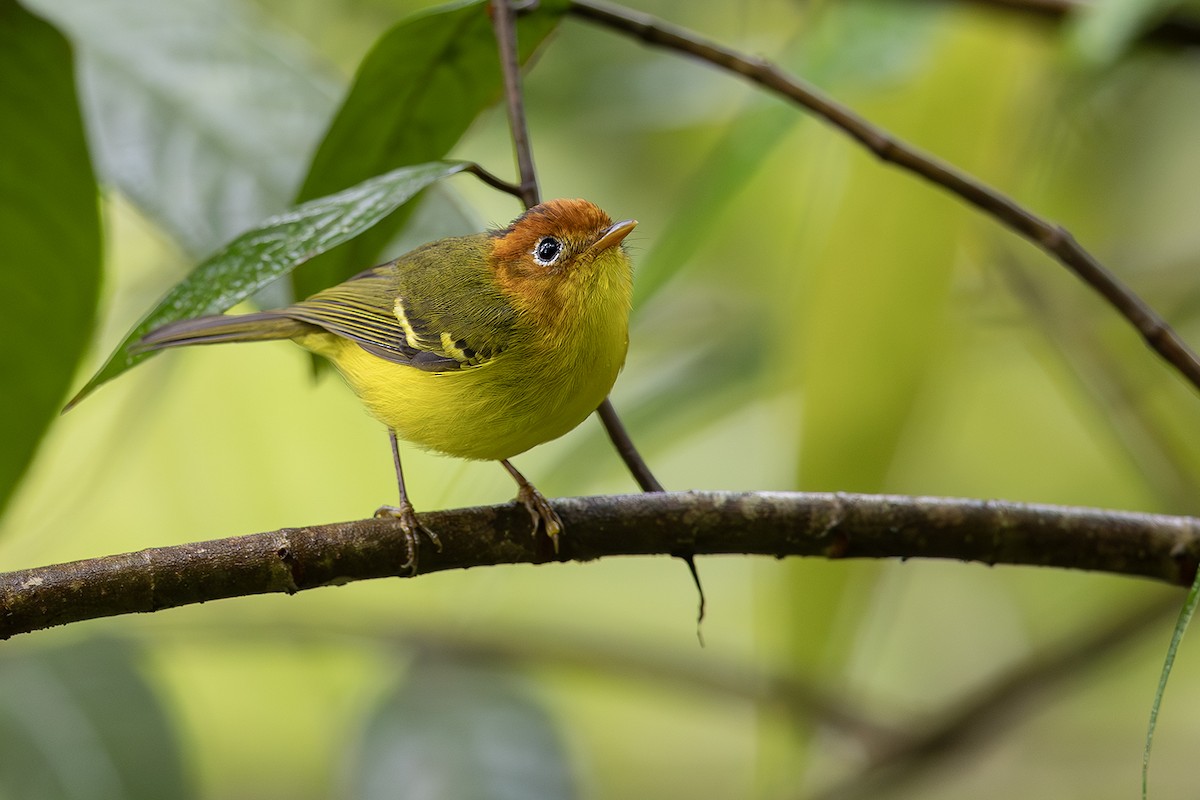 Yellow-breasted Warbler - Matthew Kwan