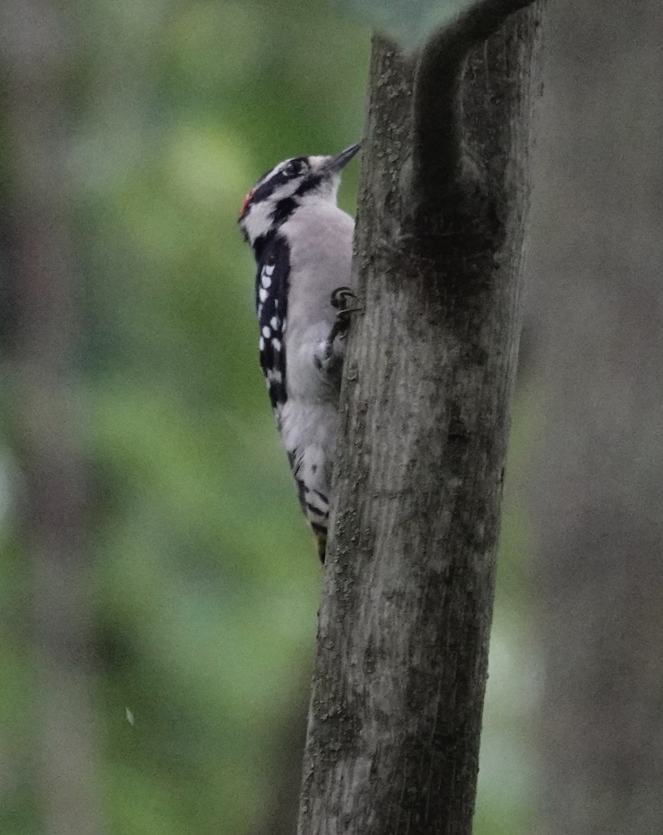 Downy Woodpecker (Eastern) - ML609156522