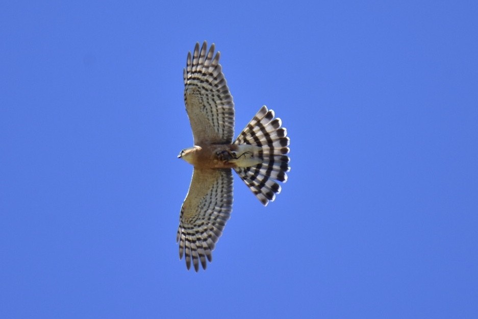 Rufous-breasted Sparrowhawk - ML609156719